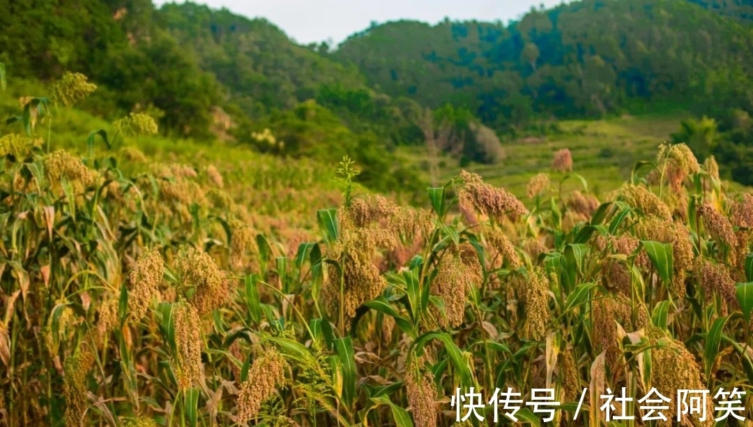 高粱|那勐勐的高粱红了，又是宁洱一道靓丽的风景线！