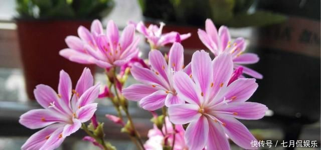 最会开花的多肉,一年开3季,好养似吊兰