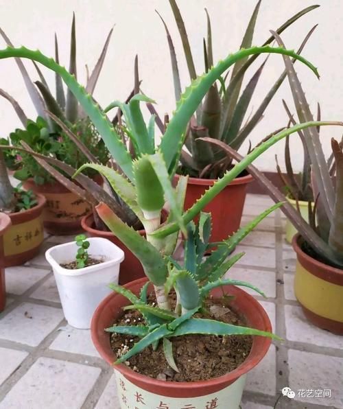 暖气|冬天室内有暖气空调,就繁殖这六种花,扦插一棵活一棵!