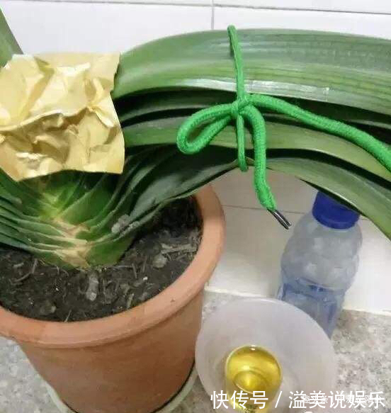 啤酒|君子兰用啤酒擦叶，要注意“一点”，叶更绿更亮，花更大更艳！