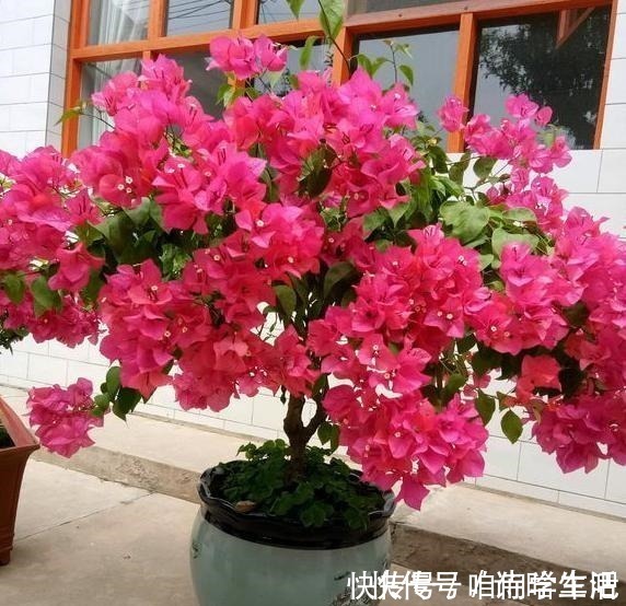 小齐|三角梅不控水依然开花爆盆，教你一个“小技巧”，开花一茬接一茬！