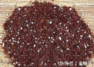 万能肥|没人要的“小东西”,却是养花的“万能肥”,营养还透气!