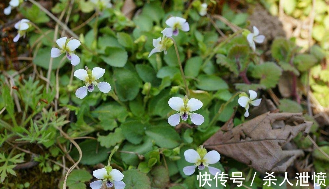 堇菜科堇菜|七星莲又叫地白菜,农村采来当野菜吃,也是一种很好的蛇药