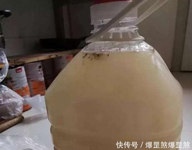 淘米水兑点它,营养足酸性大,发财树浇一点,新叶新芽一起冒!