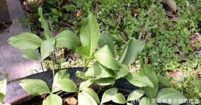 农村|农村有种怪草,人吃了就想睡,失眠的人把它当成宝