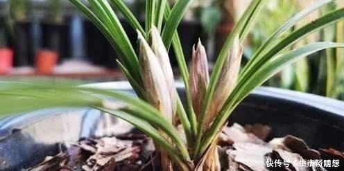 花莛|养兰新手必知,要便兰花多发苗、发壮苗,“这个动作”不可不做!