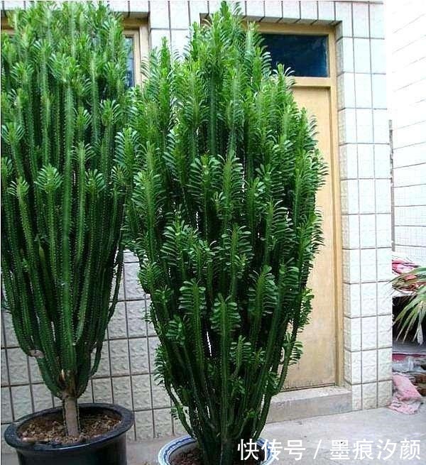 一种花,能窜到2米,大气且寓意不错,客厅养正适合!