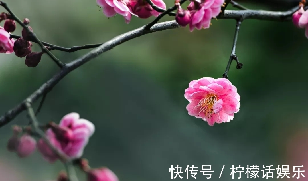 小寒#三首宋诗,三候小寒花信风,三个不同的启示。