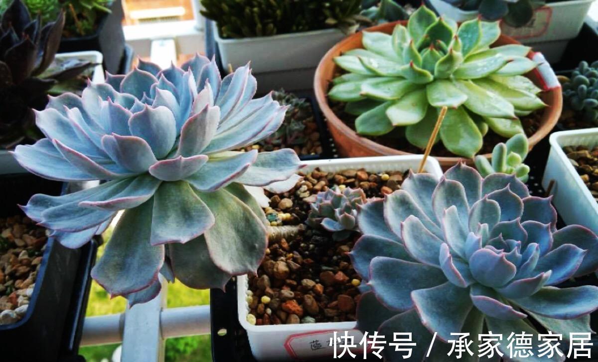 坚果壳|果皮、坚果壳、骨头该怎么处理?这样制成肥料,养花不再缺营养