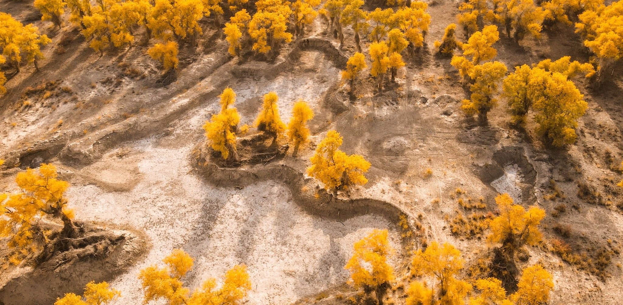 棉花|穿越塔克拉玛干沙漠，遇见大漠里的金秋 — 自驾南疆10日行摄