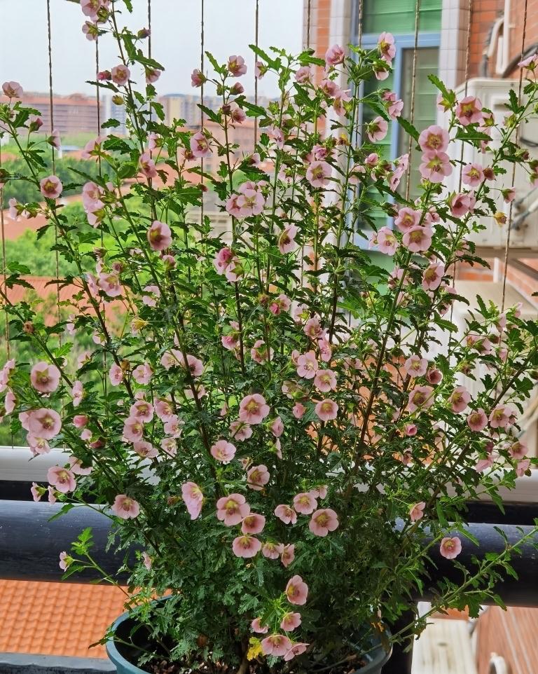 小木槿|养好小木槿,做到3点,花期更长了,侧枝多花量大美美哒