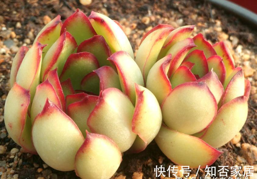 多肉雨燕座和灵影都有红边，但前者乱扔都能活，后者却美到不想扔