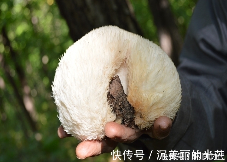 猴头|提个醒:林中遇见此物,随手采回家,对健康有好处,来了解下