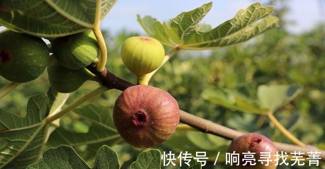 养殖|无花果又叫天仙果，营养丰富甜糯可口，很适合作为盆栽来养！