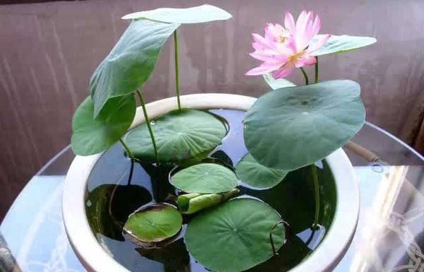 新手|家家户户都能养得6种“耐热花”,天气越热越开花,新手也能养好