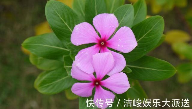 夏天|这3种花“耐热”好养,30度还能窜花苞,夏天的“开花机器”