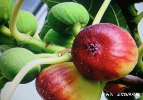 腐叶沙质土|养花不如种“水果”，1根枝条插1盆，一结一大筐，吃都吃不完！