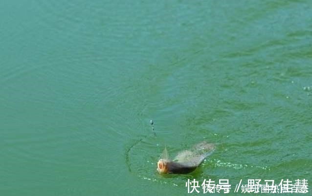 浮漂|一半钓鱼人还不知,秋钓出现这3种情况,说明找底出了问题!