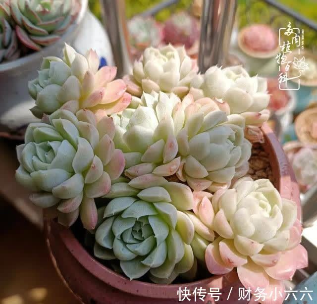 揭秘:那些干净又温暖的多肉照片从哪里来?