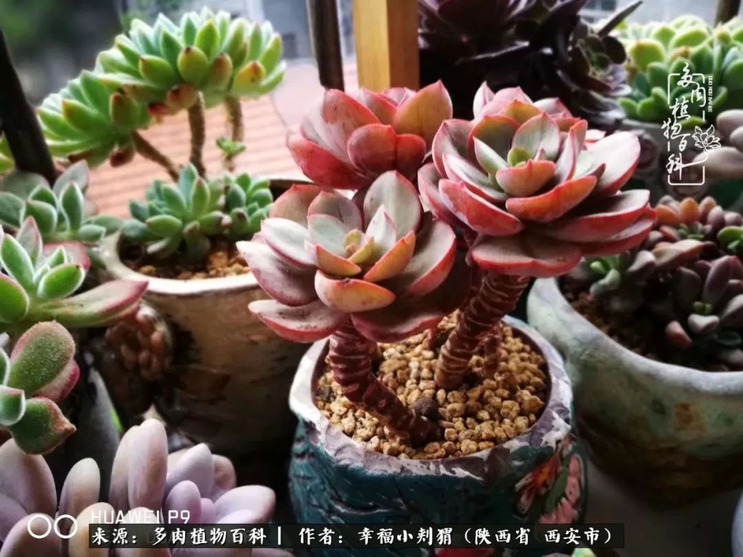 时光荏苒,种肉赏肉已成了生活中不可缺少的一部分!