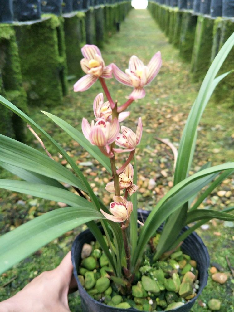 韭兰花韭兰花|养花就养此款花,花开不断,鲜艳漂亮,花开枝繁叶茂,超美