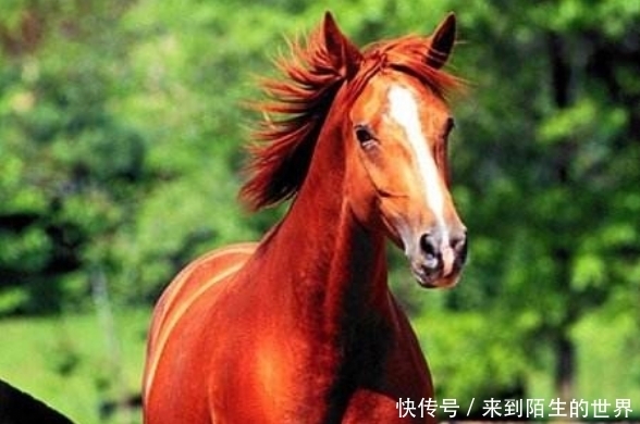 真相|曹操送关羽赤兔,真的是因为爱才?真相你不一定会信