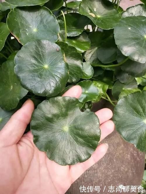 花盆里撒一把“粉末”，防冻杀菌增肥力，根壮叶绿，猛长个！