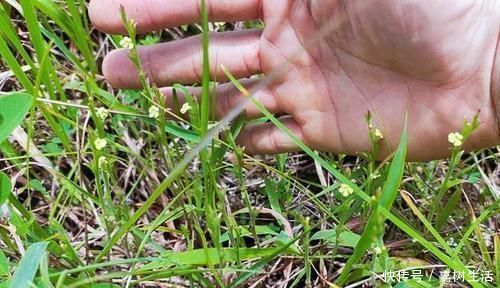 野草|乡下一野草,个头小却极其珍贵,人称“独脚金”,晒干后180元1两