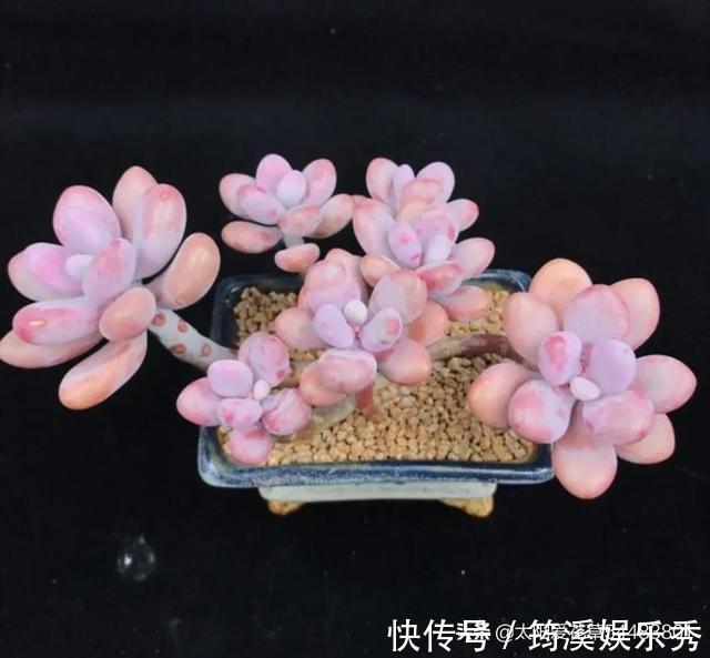 胖嘟嘟|怎么把多肉养得胖嘟嘟？做好5个关键点株型紧凑又好看