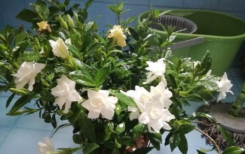 太阳大|这6种花就喜欢水多,夏天越浇越爆盆,一缺水就焉了