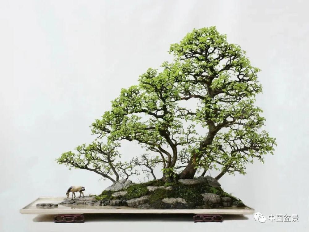 赏玩盆景，一定要是有德之人