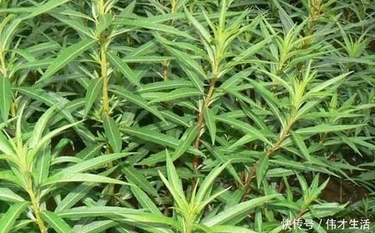 赶黄草|乡下的“养肝草”,过去用来喂牲畜,其实能入药,城里27元一元