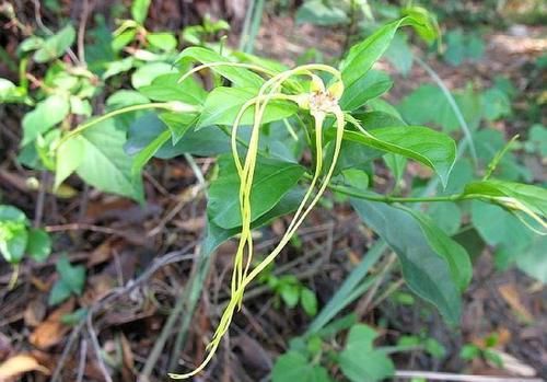 果实似羊角，外形独特，人称“断肠草”，遇到别去摘，全株有大毒