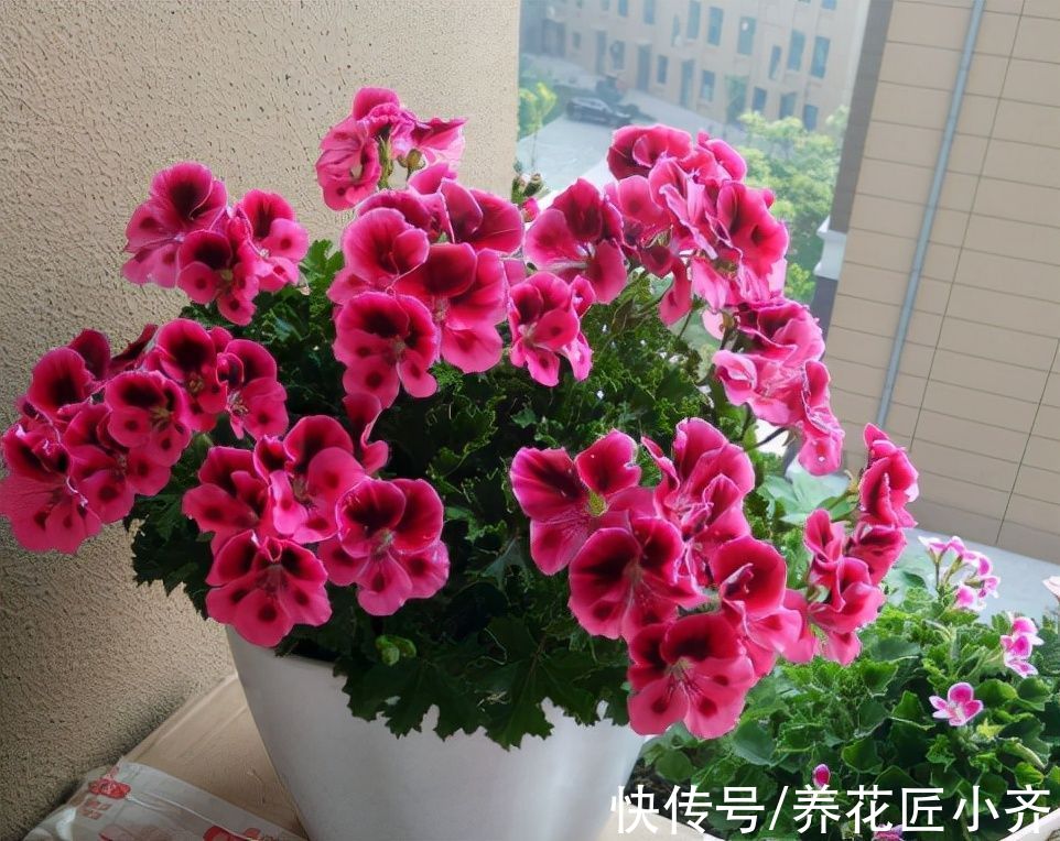 为什么养花总是生虫?如果你能做好3点,养花几乎不招虫