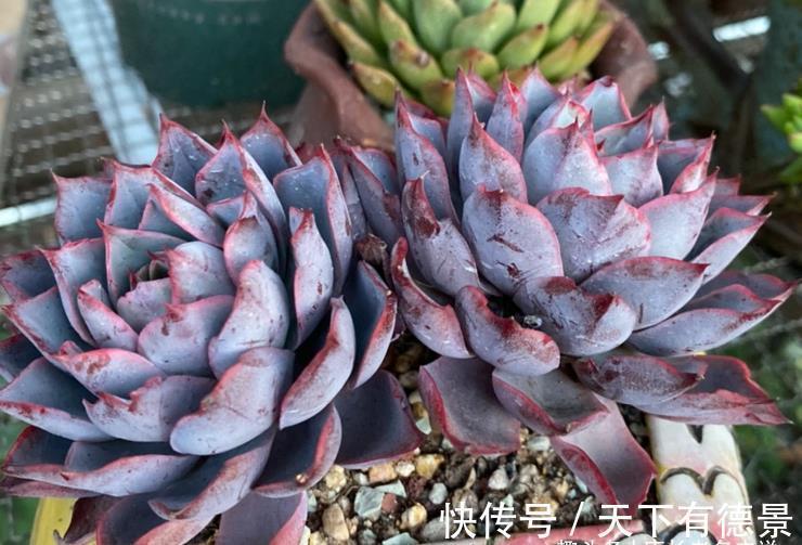 肉友|秋老虎为什么容易伤多肉？因为它冷峻的外表下藏着一颗炽热的心