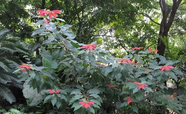 红红火火|西方的“圣诞花”,红红火火忒漂亮,只能看,不能摸!