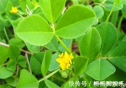 沙棘|女性要排毒,离不开4种食物,排出毒素,滋阴降火,滋养女性子宫