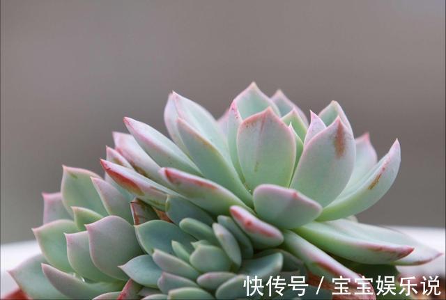 多肉养了一年不见长，来次狠心手术，立马就变样