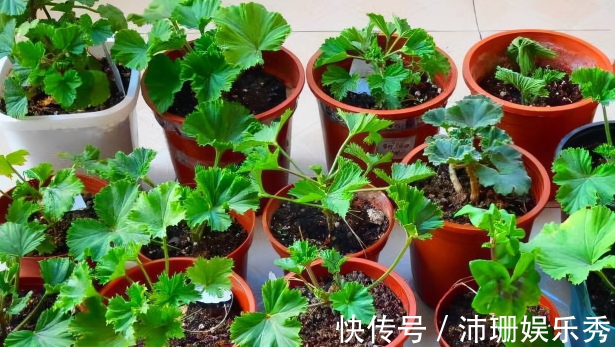 5种花“扦插”正当时,天气转凉利于生根,喜欢别偷懒