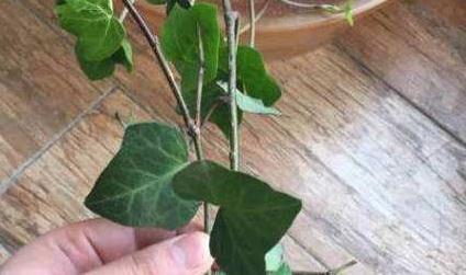 3种花现在扦插还不晚，剪个枝插盆里，生根快成活率高