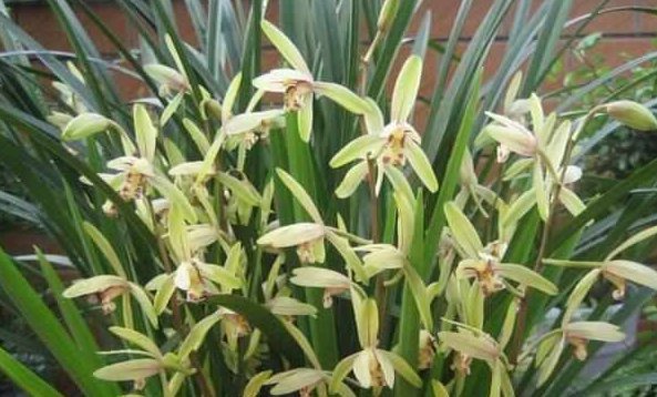 这5种花耐阴又好养,净化空气一级棒,家里养1盆,异味都消失