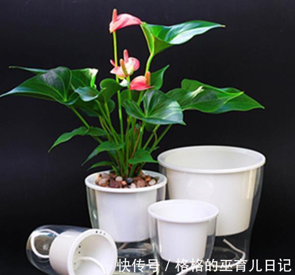 3个养花“小东西”,都是商家的智商税,花花养不好还浪费钱