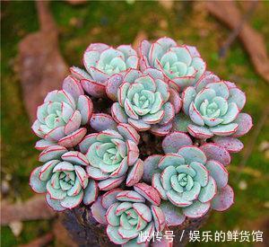 多肉植物越长越丑?3个小技巧,上色美易爆盆,长成群生老桩!