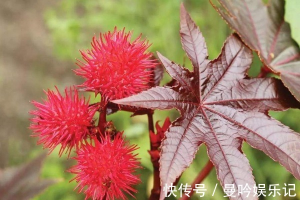 入药|不受待见的蓖麻，根茎叶都能入药，浑身是宝价值高，更有3个功效