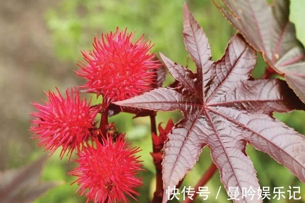 入药|不受待见的蓖麻,根茎叶都能入药,浑身是宝价值高,更有3个功效