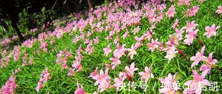 雨水|夏天养兰花,要注意五点要素,难养的品种也可以驾驭好
