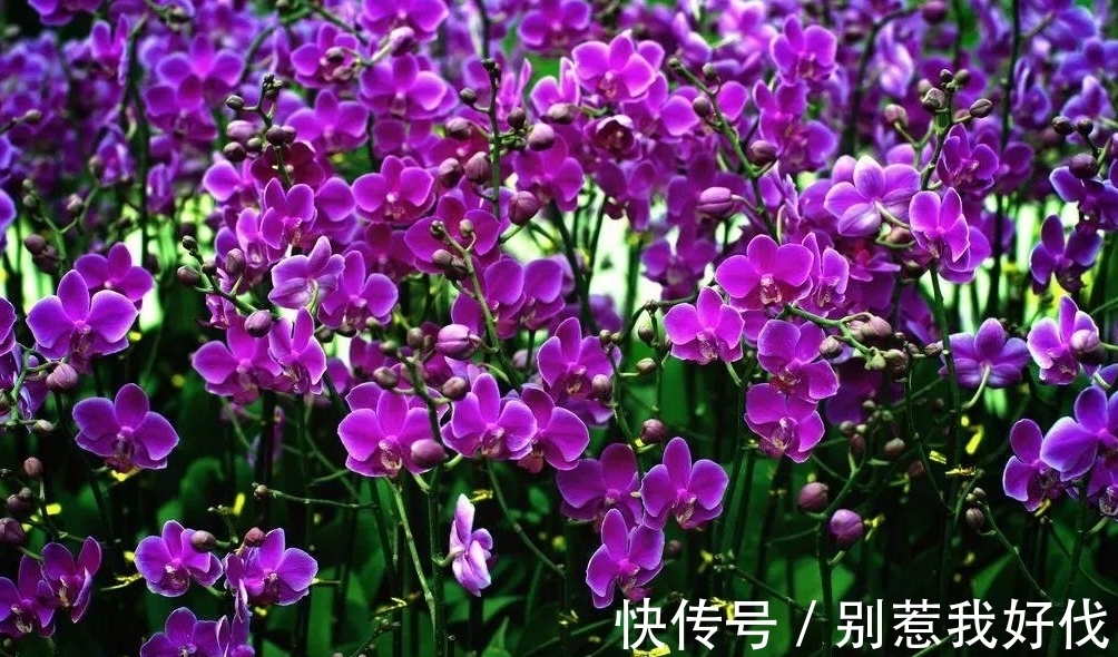 蝴蝶兰花期之后,捡到枝条救一救,来年花开一整盆