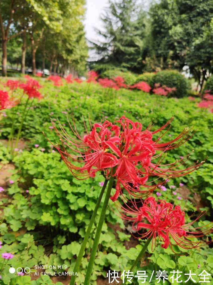 平日里送花，不要送碗莲，有人会忌讳