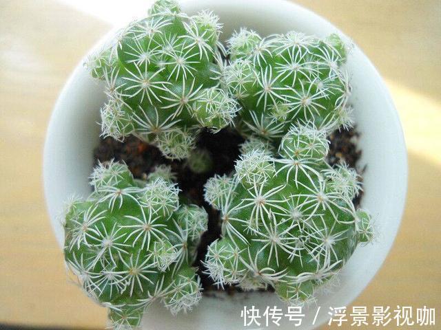 多肉植物|多肉好养却难养爆盆,掌握这几个“技巧”,养爆盆不困难