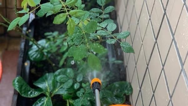 春天扦插育苗时,多备点“生根水”,插穗生根发芽就变容易了